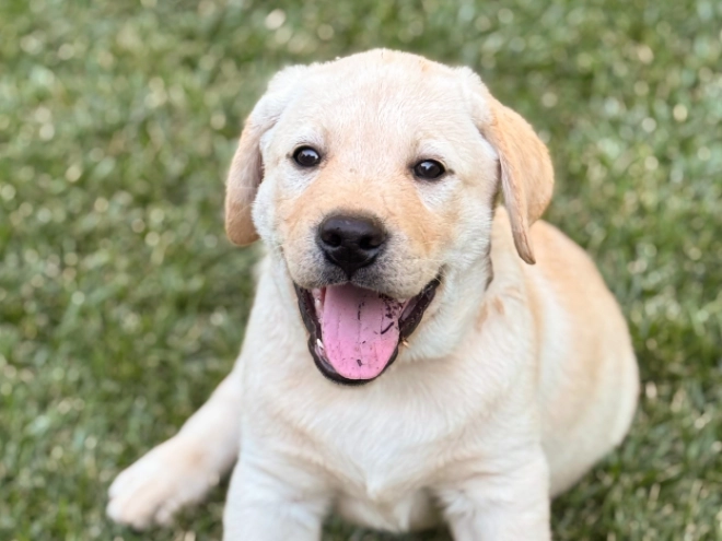 Labrador Retriever puppy for sale