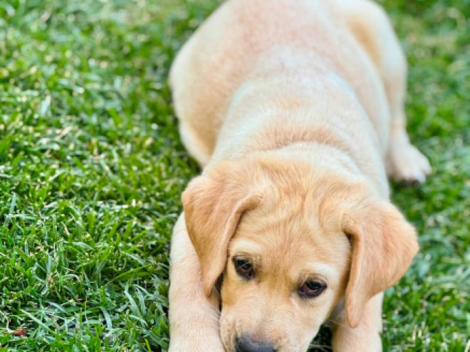 Labrador Retriever puppy for sale