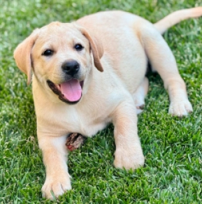 Labrador Retriever puppy for sale