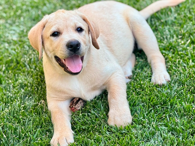Labrador Retriever puppy for sale