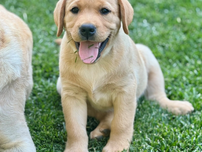 Labrador Retriever puppy for sale