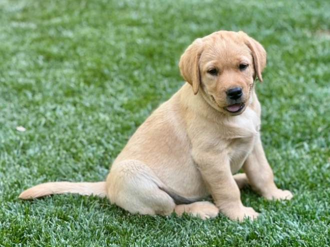 Labrador Retriever puppy for sale