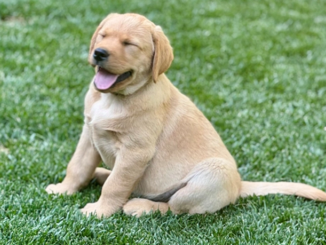 Labrador Retriever puppy for sale