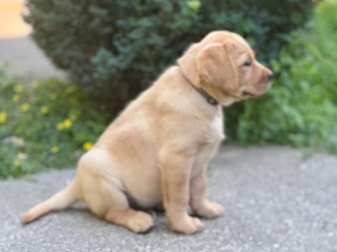 Labrador Retriever puppy for sale