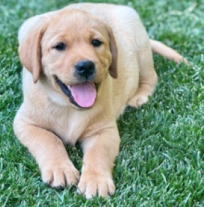 Perros Labrador Retriever en venta