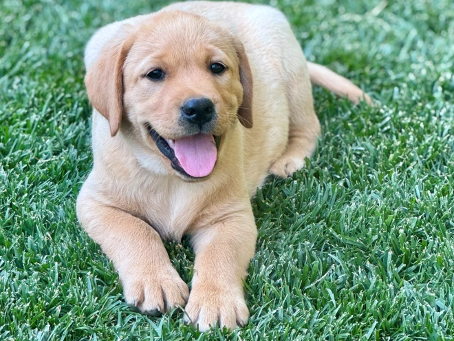Labrador Retriever puppy for sale
