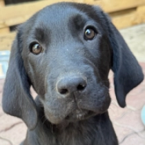 Winnipeg, black Labrador Retriever for sale