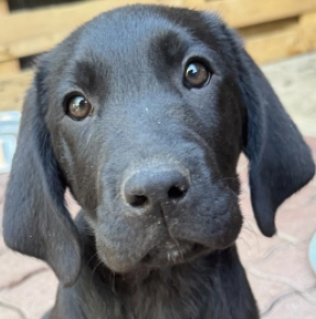 Labrador Retriever Welpe kaufen