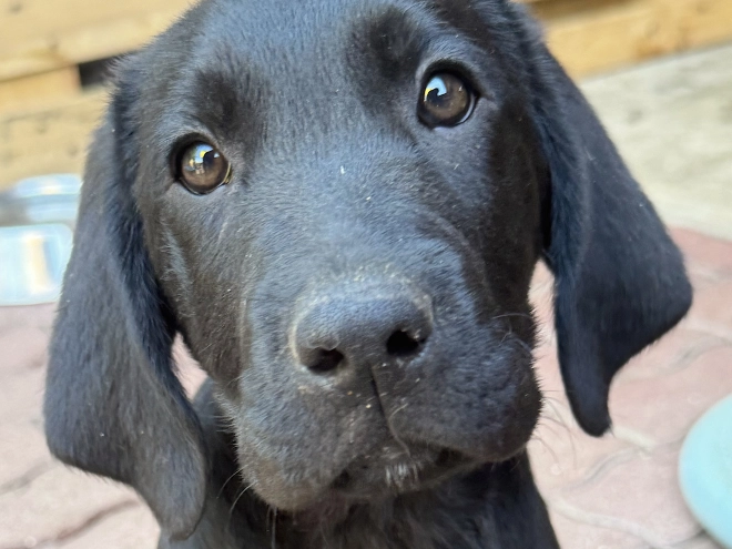 Labrador Retriever Welpe kaufen