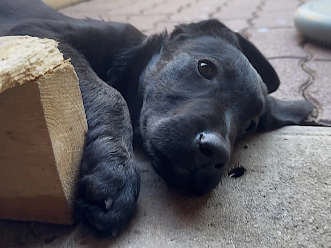 Labrador Retriever Welpe kaufen