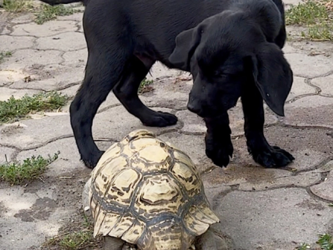 Labrador Retriever Welpe kaufen