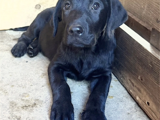 Labrador Retriever Welpe kaufen