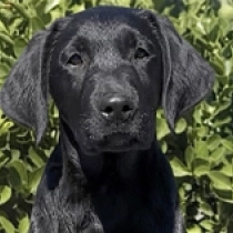 Winnipeg, black Labrador Retriever for sale