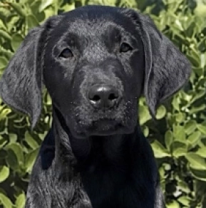 Labrador Retriever puppy for sale