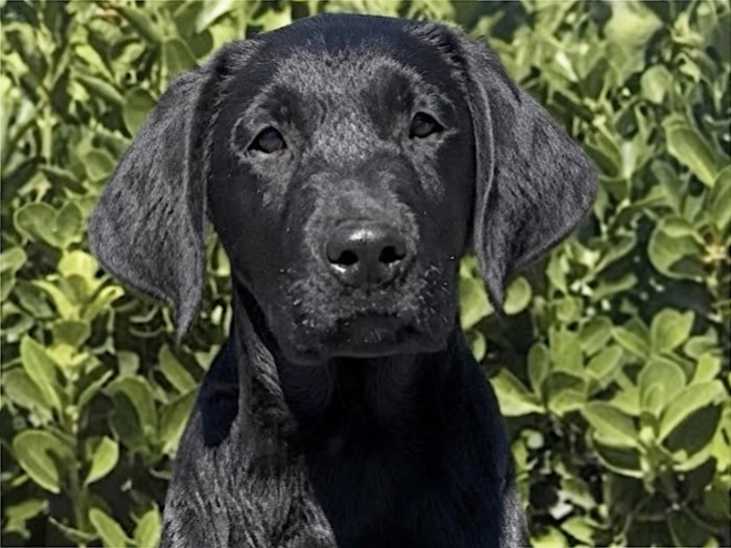 Labrador Retriever Welpe kaufen