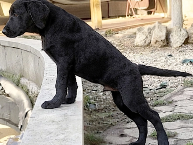 Labrador Retriever Welpe kaufen