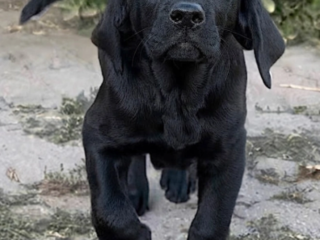 Labrador Retriever Welpe kaufen