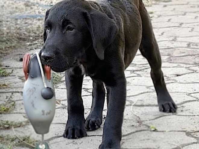 Labrador Retriever Welpe kaufen