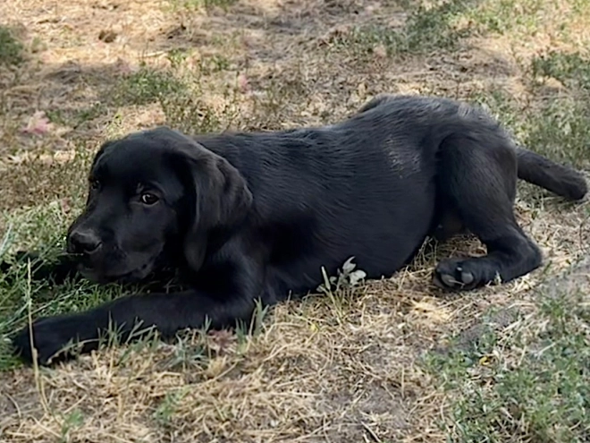 Labrador Retriever Welpe kaufen