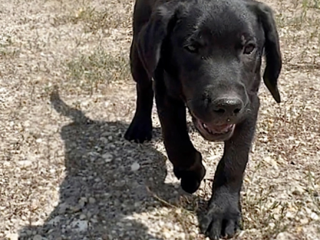 Labrador Retriever Welpe kaufen