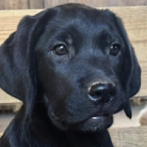 Quill, black Labrador Retriever for sale