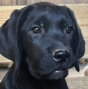 Labrador Retriever Welpe kaufen