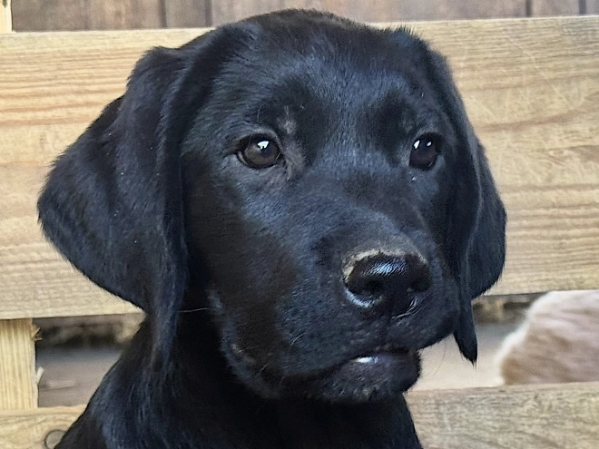 Labrador Retriever Welpe kaufen