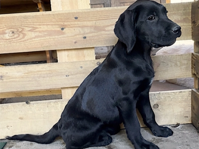 Labrador Retriever Welpe kaufen