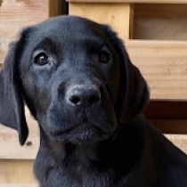 Last Mountain, black Labrador Retriever for sale