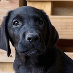 Labrador Retriever Welpe kaufen