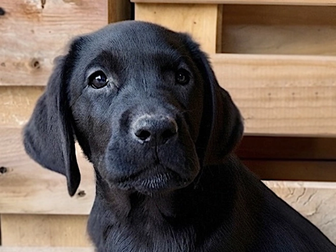 Labrador Retriever Welpe kaufen