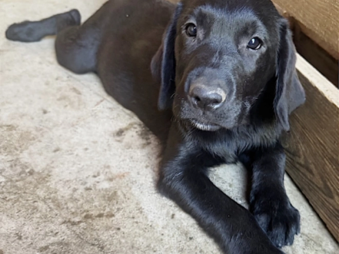 Labrador Retriever Welpe kaufen