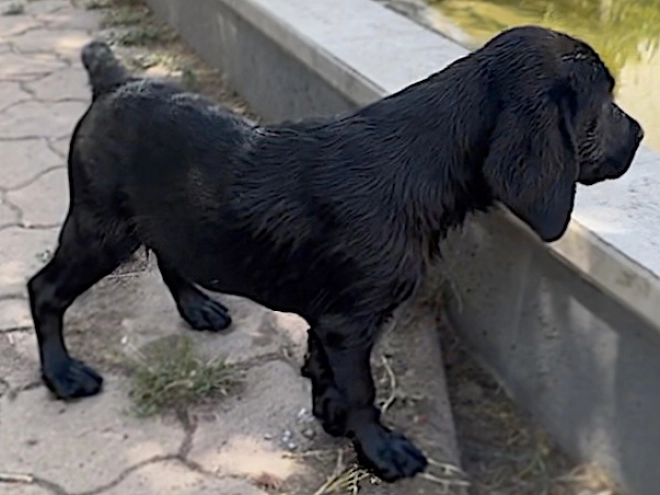 Labrador Retriever Welpe kaufen