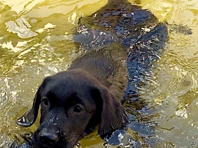 Labrador Retriever Welpe kaufen