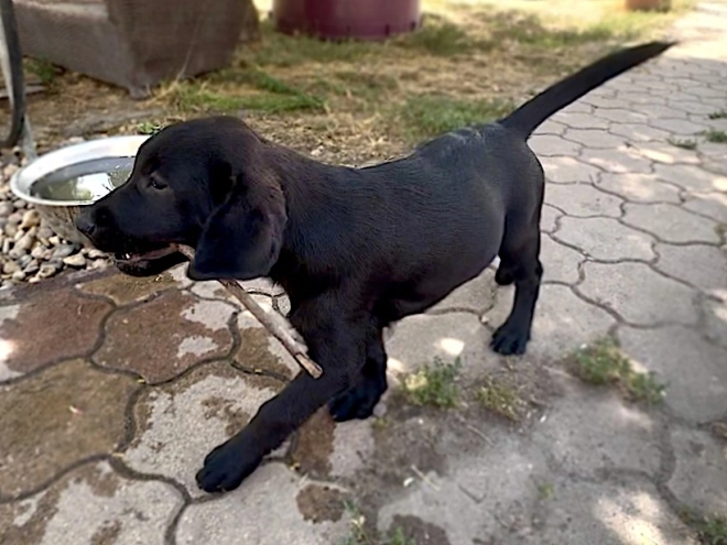 Labrador Retriever Welpe kaufen