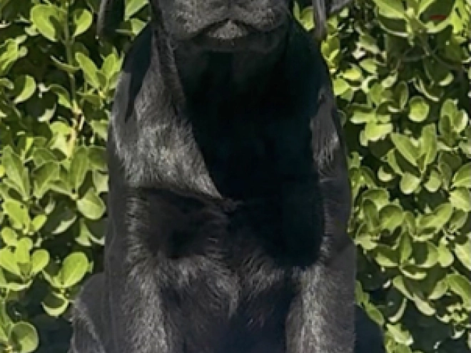 Labrador Retriever Welpe kaufen