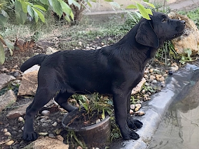 Labrador Retriever Welpe kaufen