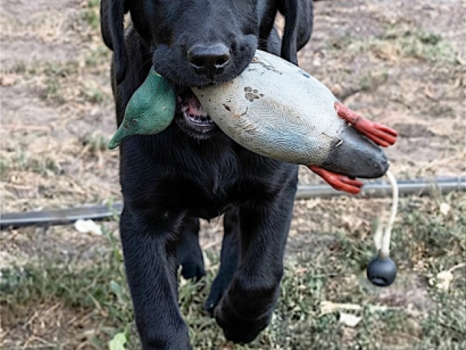Labrador Retriever Welpe kaufen