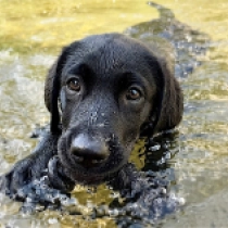 Last Mountain, black Labrador Retriever for sale