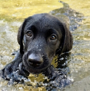 Labrador Retriever puppy for sale