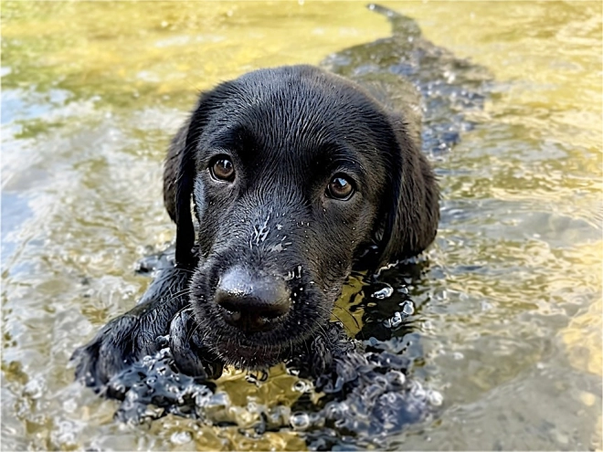 Labrador Retriever Welpe kaufen