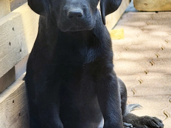 Labrador Retriever Welpe kaufen