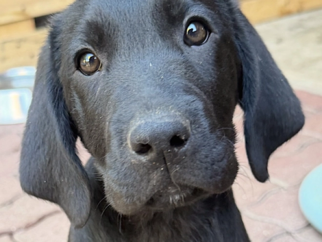 Labrador Retriever Welpe kaufen