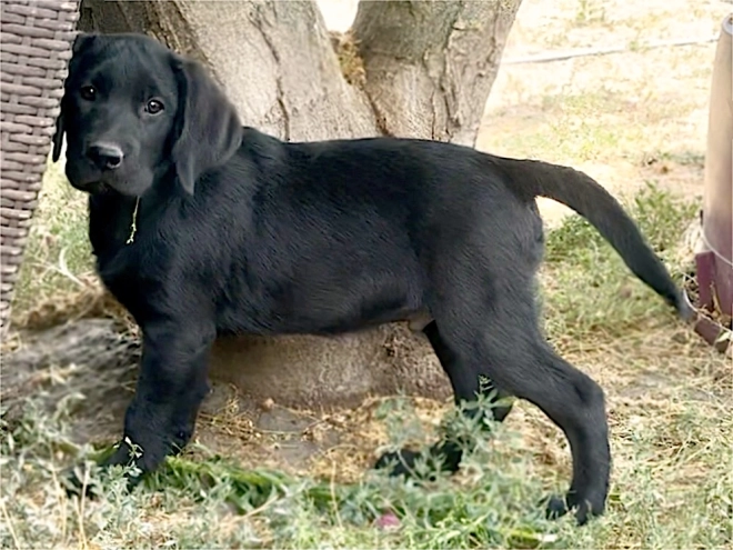 Labrador Retriever Welpe kaufen