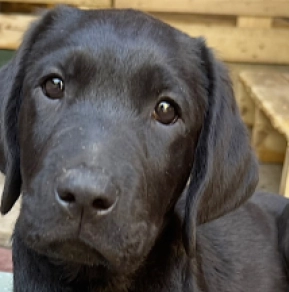 Labrador Retriever Welpe kaufen