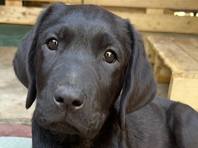 Labrador Retriever Welpe kaufen