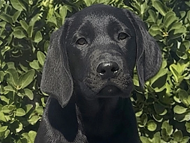Labrador Retriever Welpe kaufen
