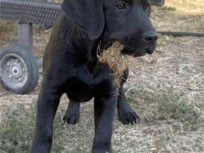Labrador Retriever Welpe kaufen