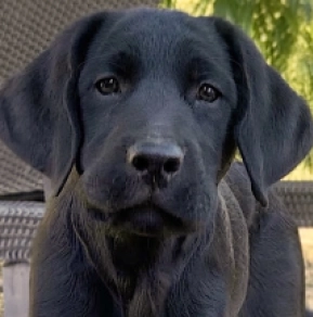 Labrador Retriever puppy for sale