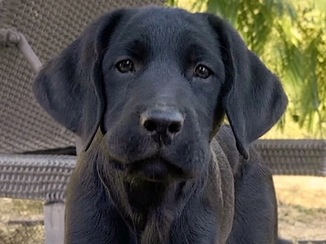 Labrador Retriever Welpe kaufen